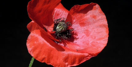 Den válečných veteránů